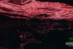 all-jacked-up-and-full-of-worms-00041
