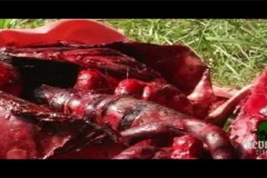 blood-pigs-screenshots-00007