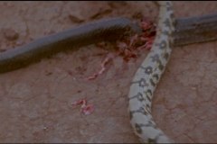 Calamity of Snakes blu-ray screenshot