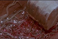 calamity-of-snakes-movie-screenshot-00009