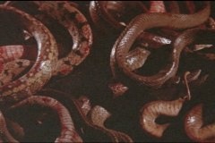 calamity-of-snakes-movie-screenshot-00018
