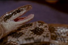 calamity-of-snakes-movie-screenshot-00020