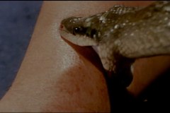 Calamity of Snakes blu-ray screenshot