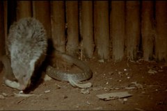 calamity-of-snakes-movie-screenshot-00028