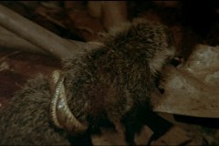 calamity-of-snakes-movie-screenshot-00029
