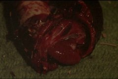calamity-of-snakes-movie-screenshot-00047