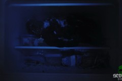 cat-sick-blues-00008