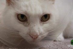 cat-sick-blues-00009
