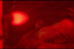 christmas-bloody-christmas-00022