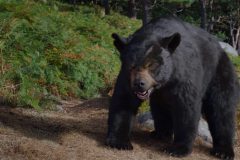 cocaine-bear-00003