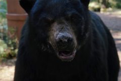 cocaine-bear-00012