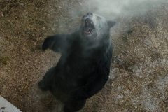 cocaine-bear-00026