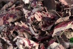 leaf-blower-massacre-movie-screenshot-00004