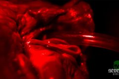 slave-dolls-movie-screenshot-00137